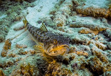 Schliessen von 053.JPG