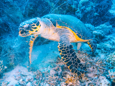 Schliessen von 062.JPG