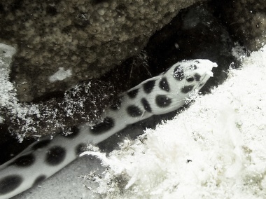 Klick f&uuml;r Originalgr&ouml;&szlig;e :040.JPG