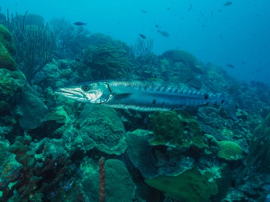 Klick f&uuml;r Originalgr&ouml;&szlig;e :055.JPG