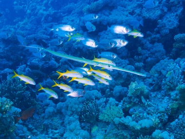 Klick f&uuml;r Originalgr&ouml;&szlig;e :059.JPG