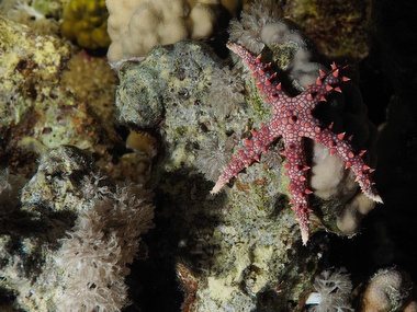 Klick f&uuml;r Originalgr&ouml;&szlig;e :060.JPG