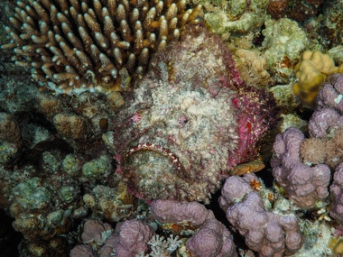 Klick f&uuml;r Originalgr&ouml;&szlig;e :061.JPG