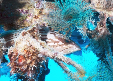 Klick f&uuml;r Originalgr&ouml;&szlig;e :063.JPG